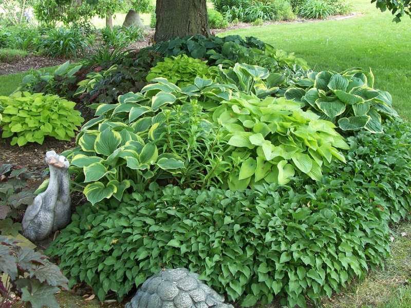the first photo shows a border of tiny tears hosta left front is 