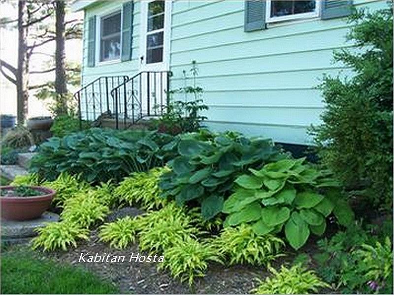 Kabitan Hosta Border