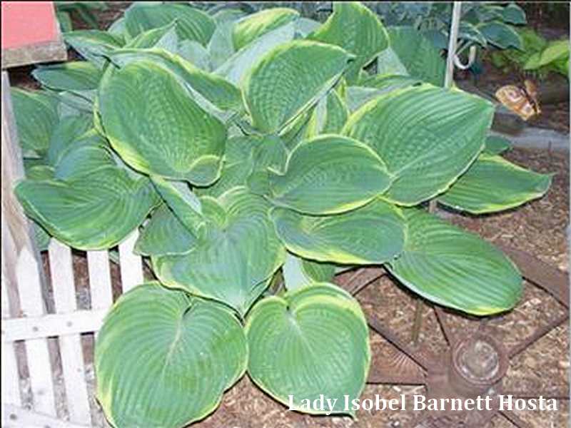 Lady Isobel Barnett Hosta