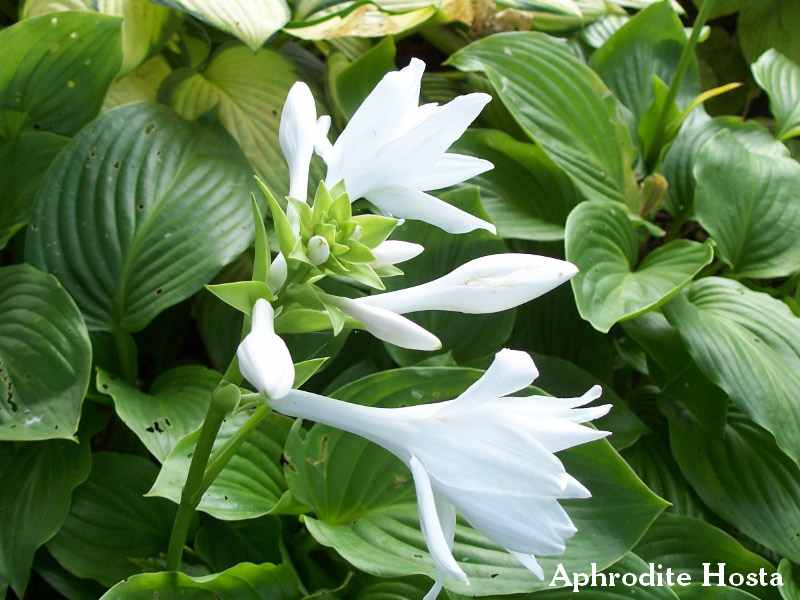 Aphrodite Hosta