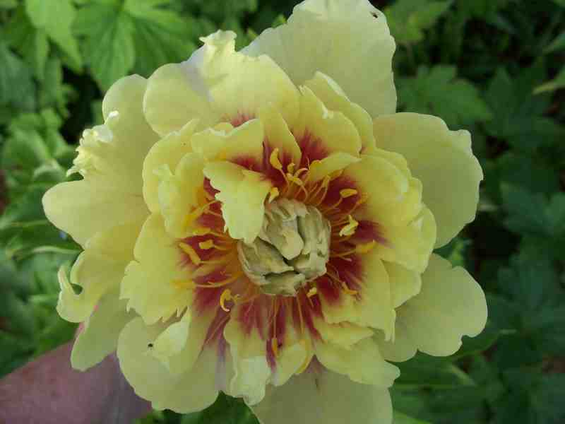 Bartzella Intersectional Peony