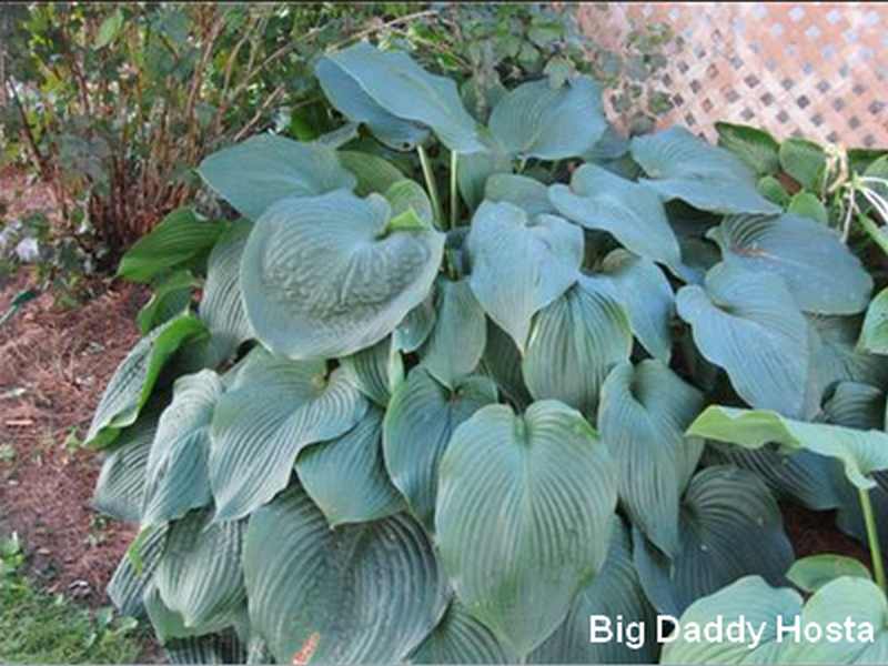 Big Daddy Hosta - Sun Tolerant Hostas