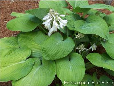 bressingham blue hosta