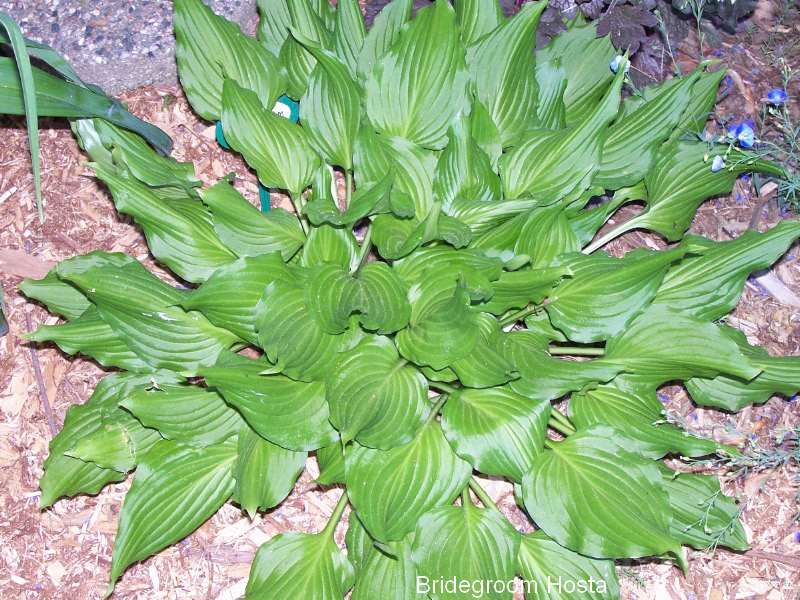 Bridegroom Hosta