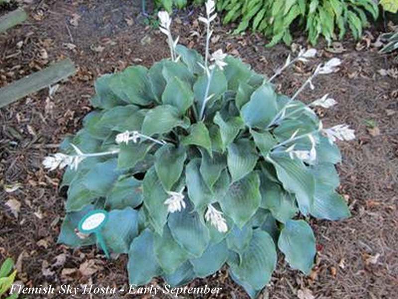 flemish sky hostas