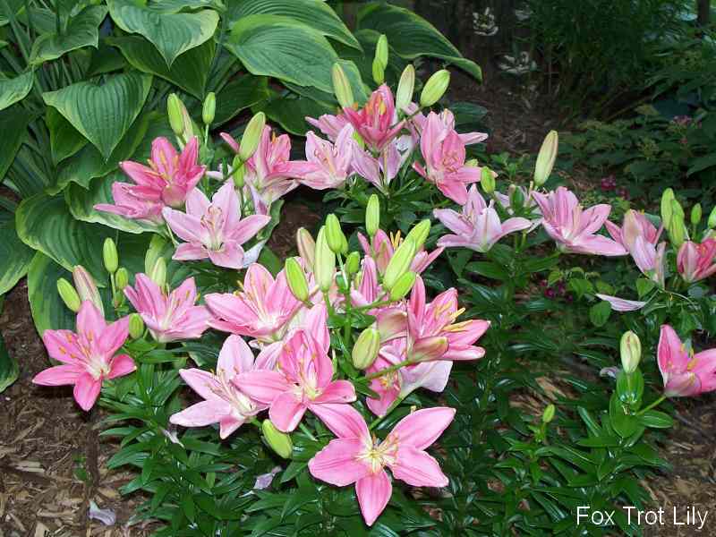 Foxtrot Lily