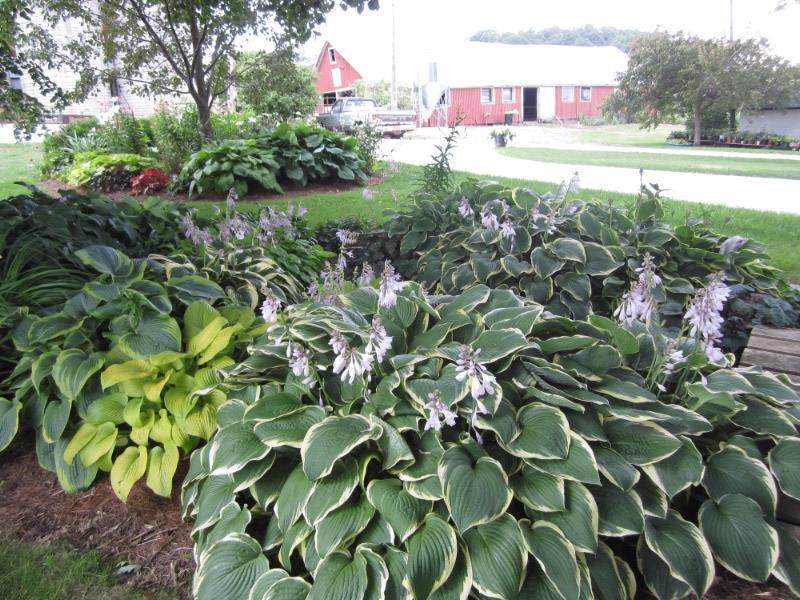 hostas bed design