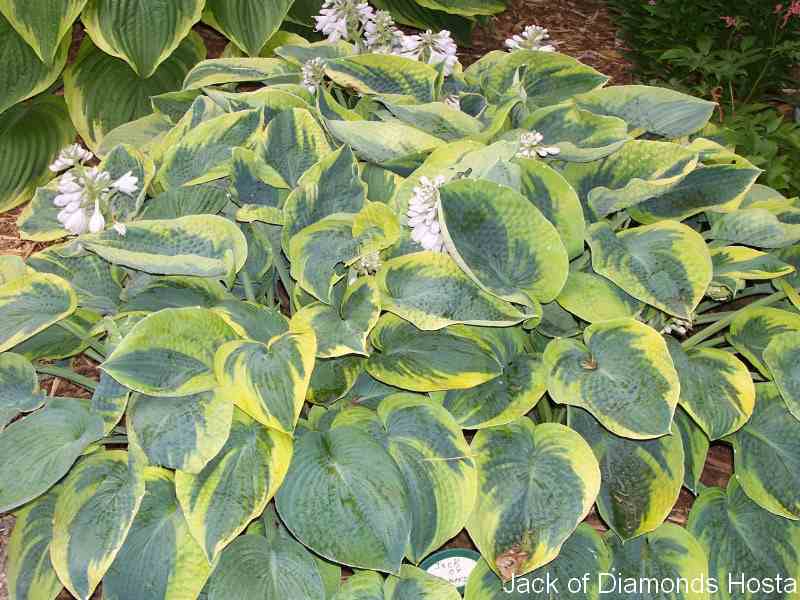 Jack of Diamonds Hosta