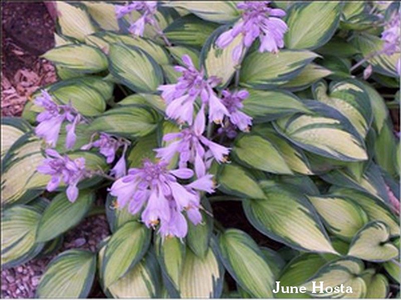 June Hosta - Hostas For Autumn Beauty