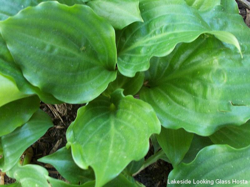 Lakeside Looking Glass Hosta