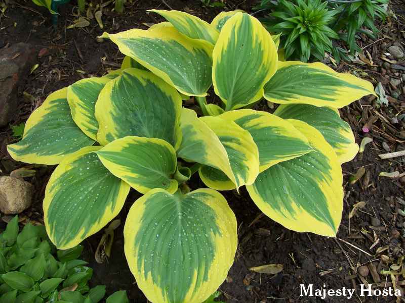 Majesty Hosta