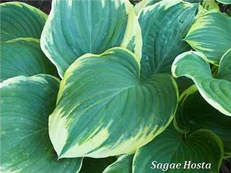 Sagae Hosta