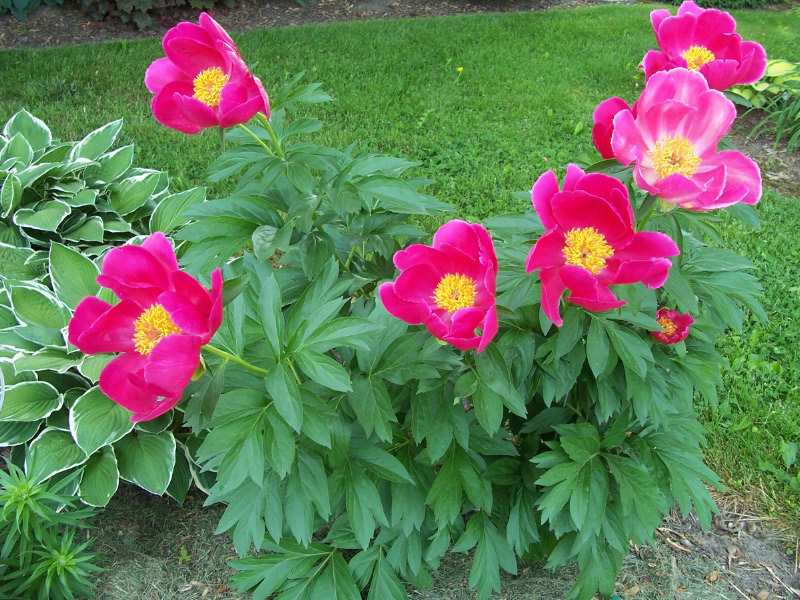 Scarlet O'Hara Peony