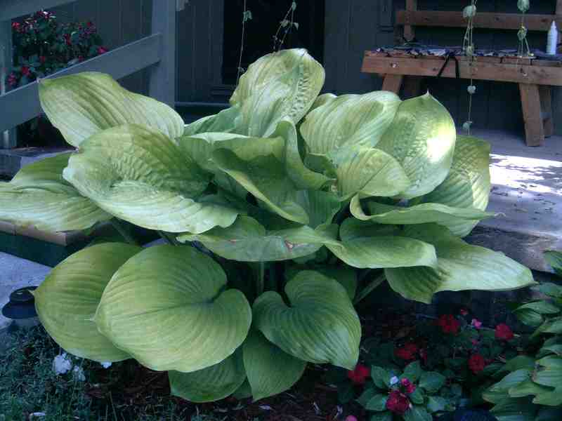 sum and substance hosta