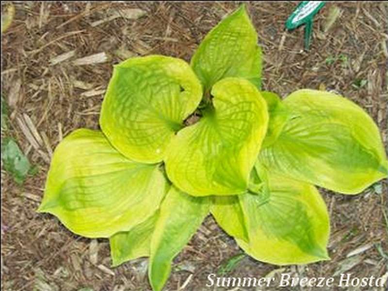 Summer Breeze Hosta