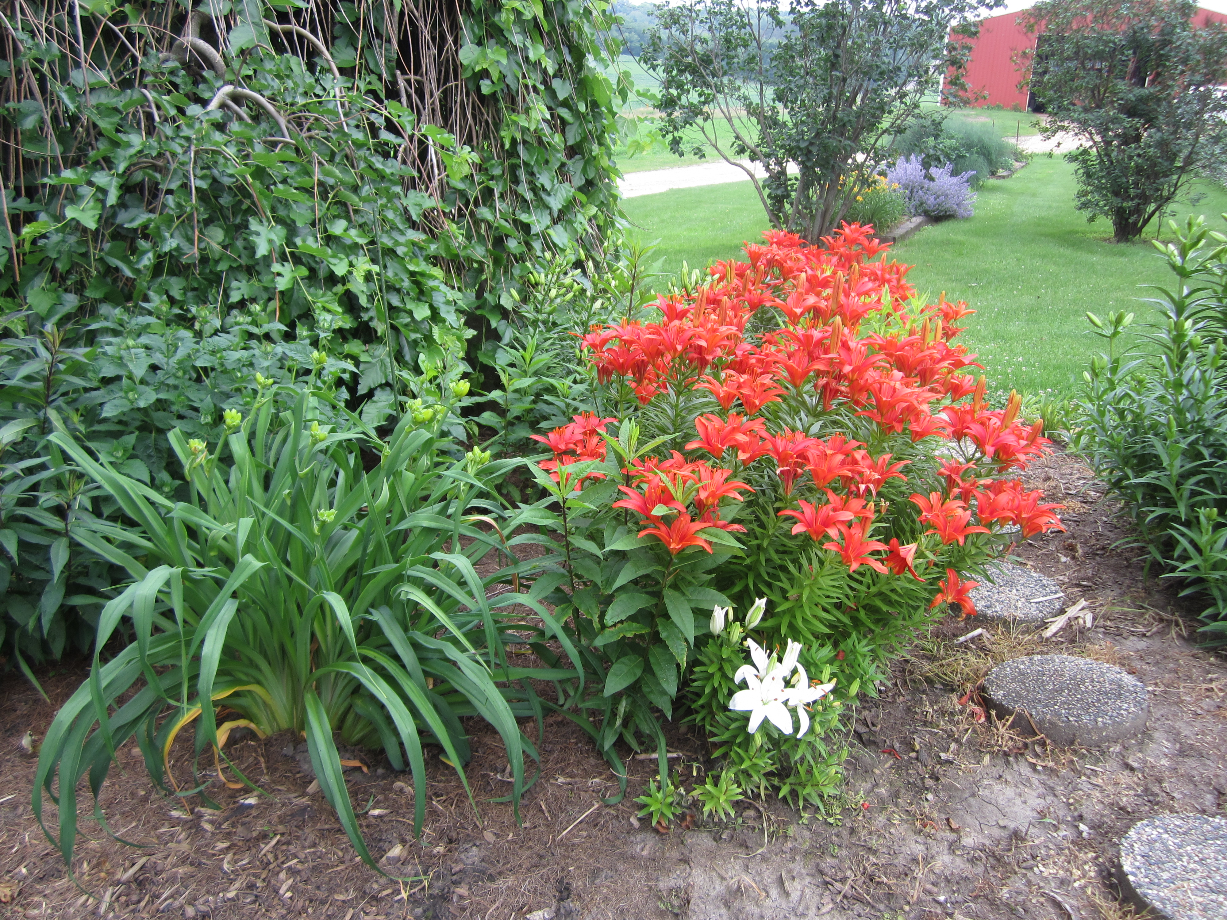 Hardy Lilies - Flame Lily