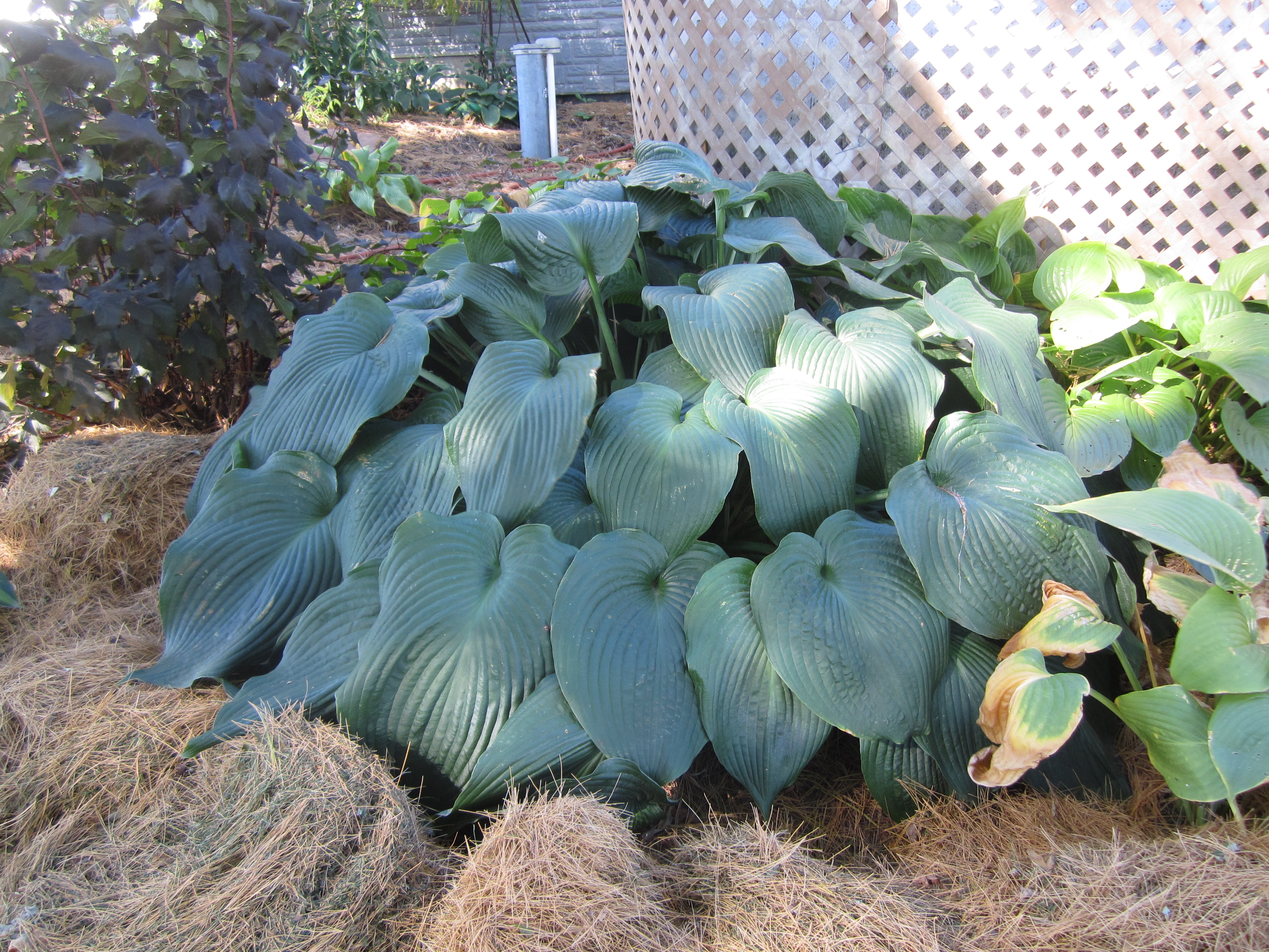 Big Daddy Hosta