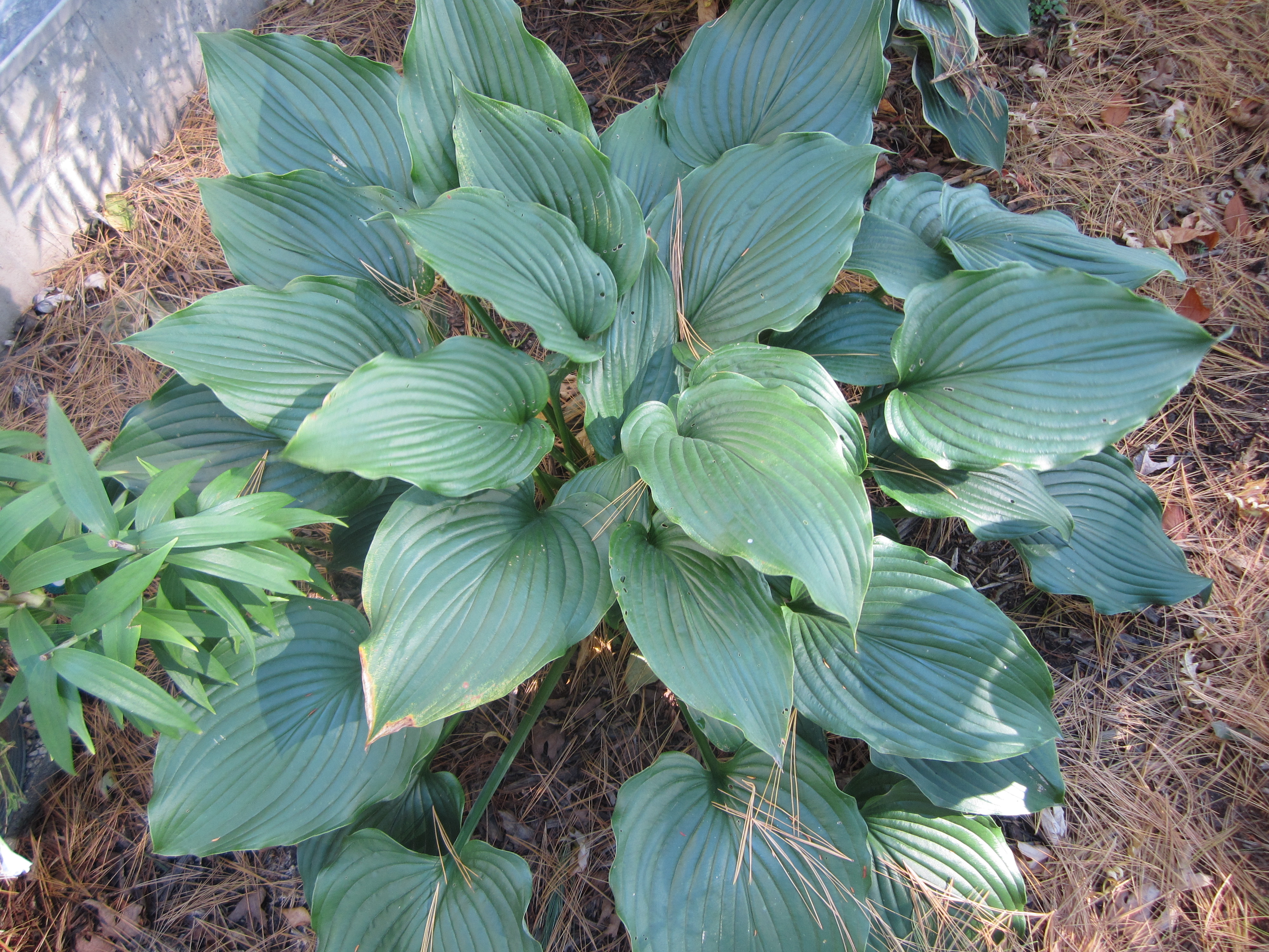 Komdo Dragon Hosta