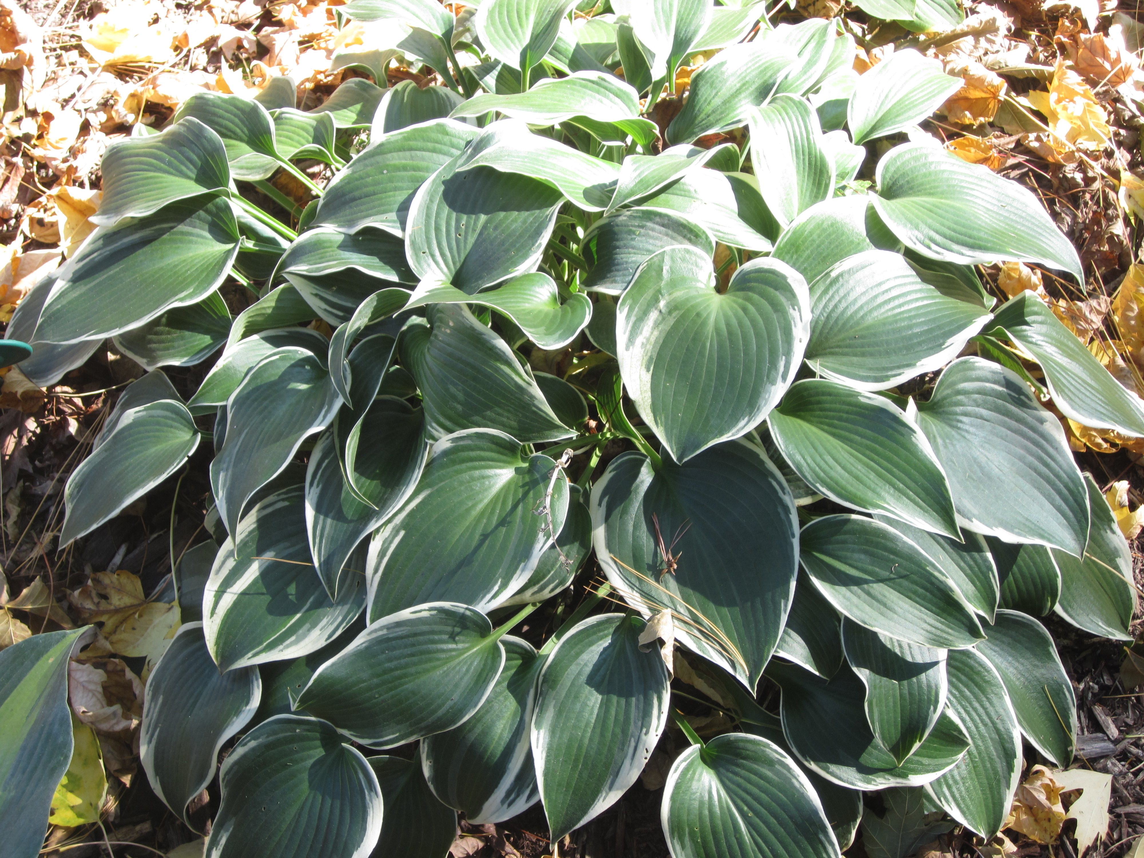 El Nino Hosta