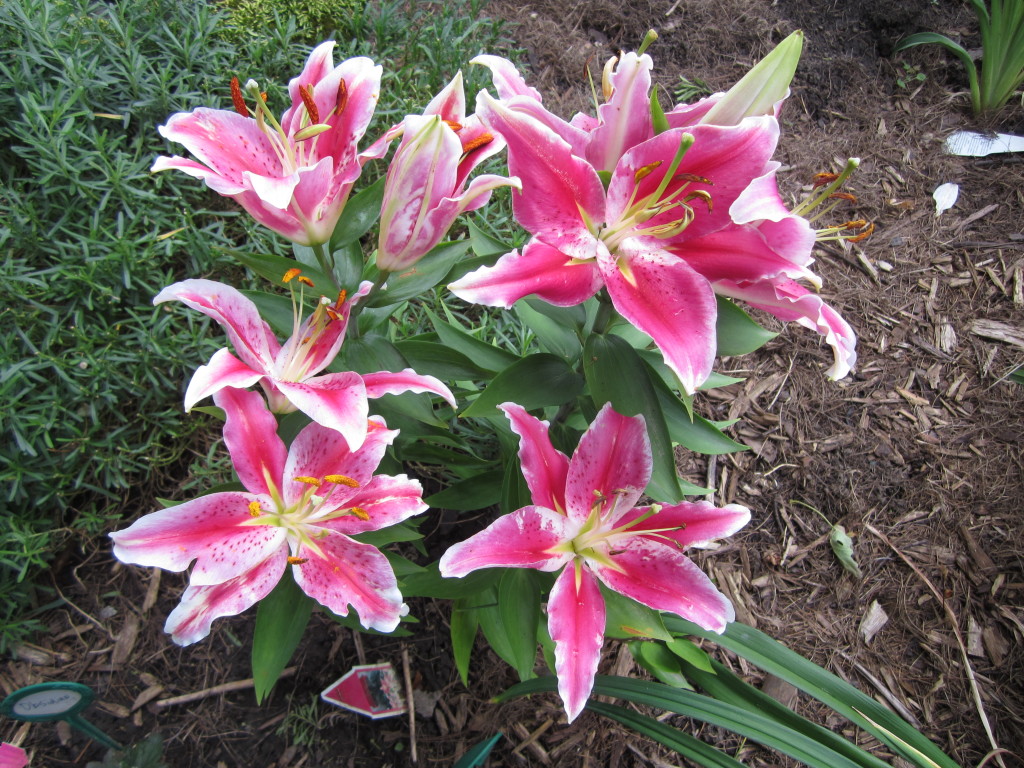 More Talk On Hardy Lily Bulbs - Favorite Perennials