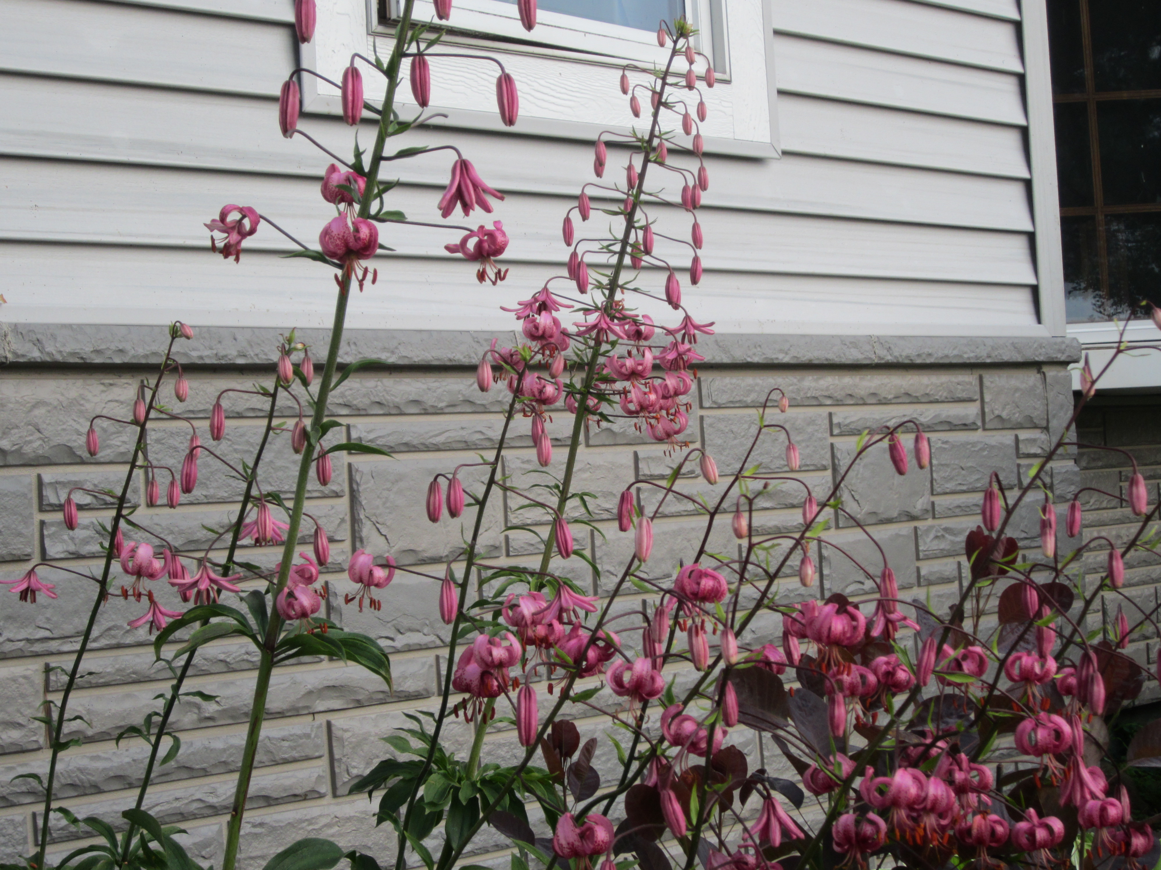 Dalhansonii Martagon Lilies for Shade Gardens