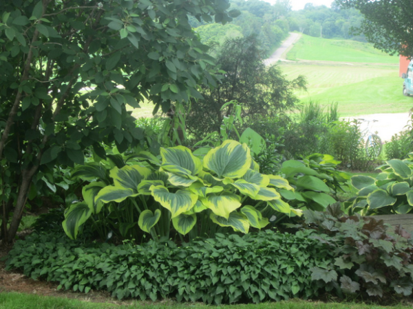 Flower Bed Borders using Hosta