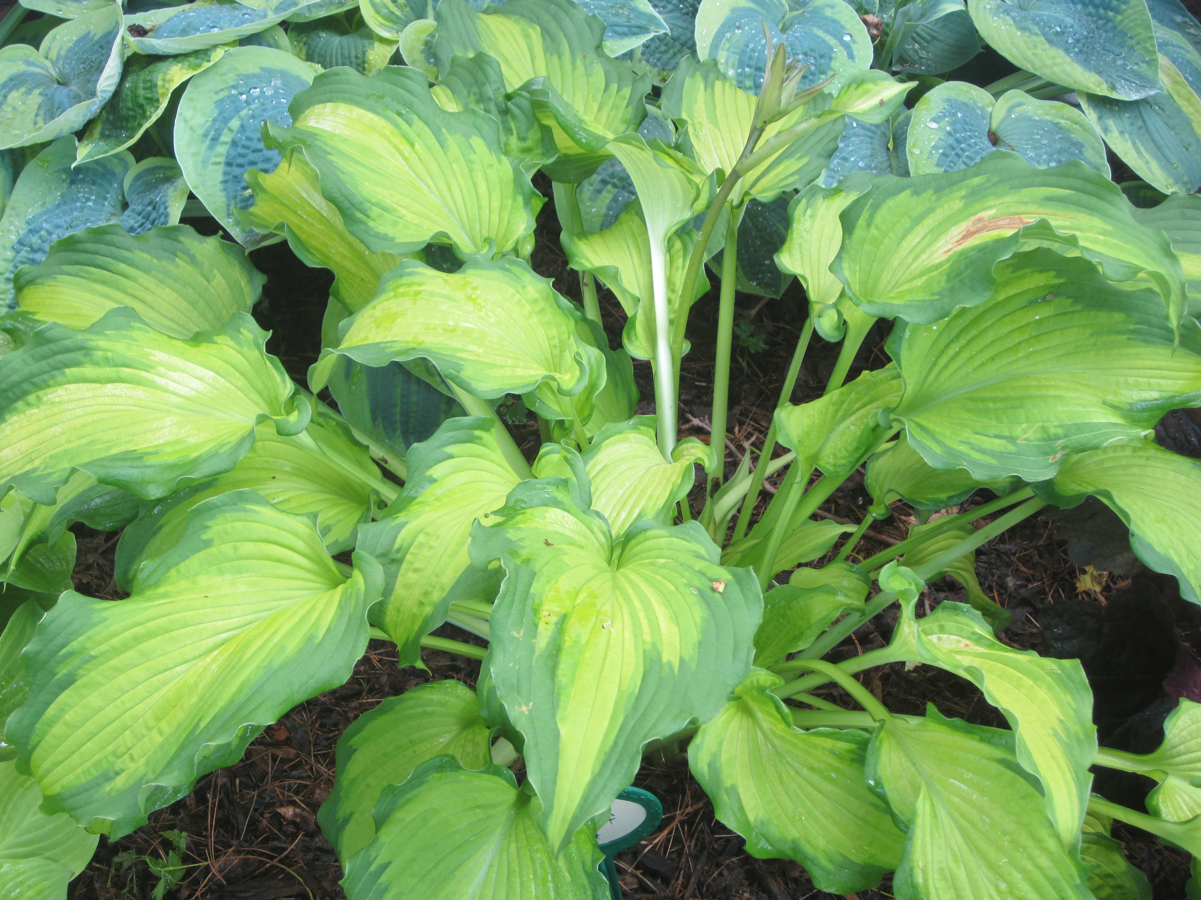 emerald ruff cut long living hostas