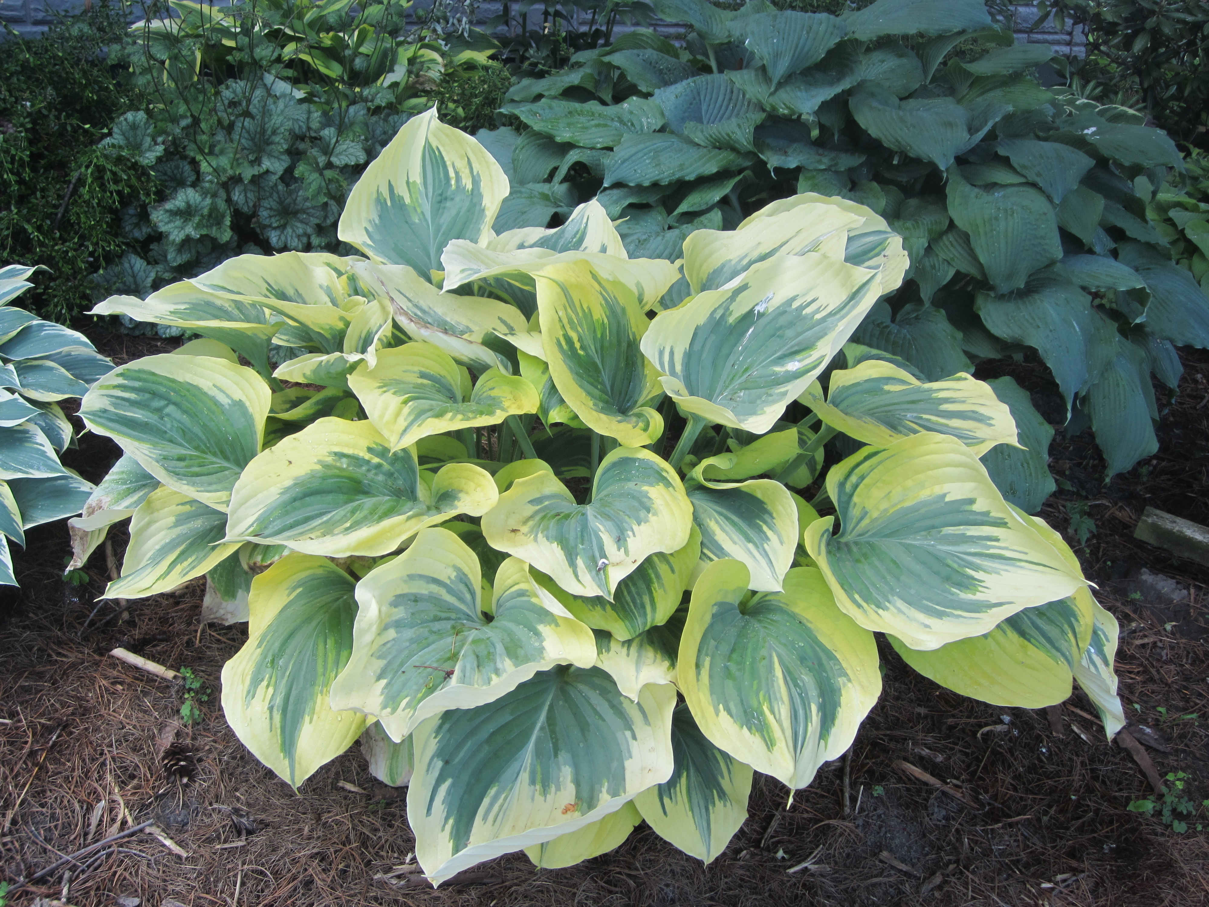 Liberty Hosta