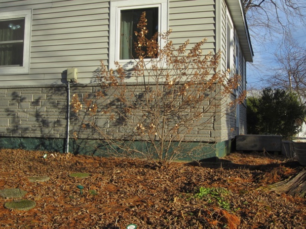 late winter shrubs