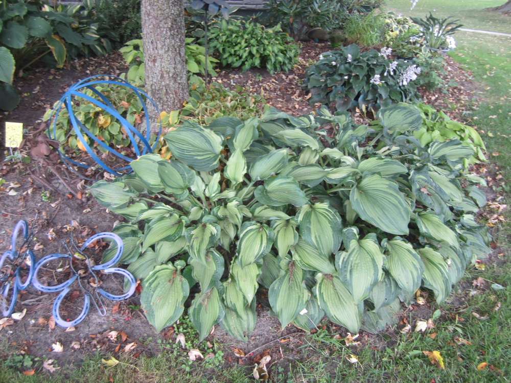 Guardian Angel Hosta